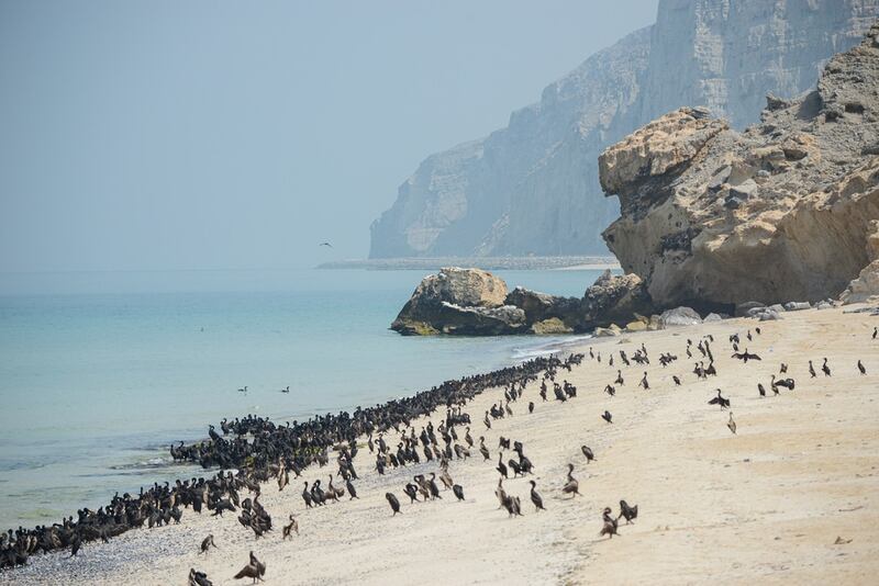 كيف تقدمت سلطنة عمان ٩٩ مركزا في مؤشر الأداء البيئي العالمي؟
