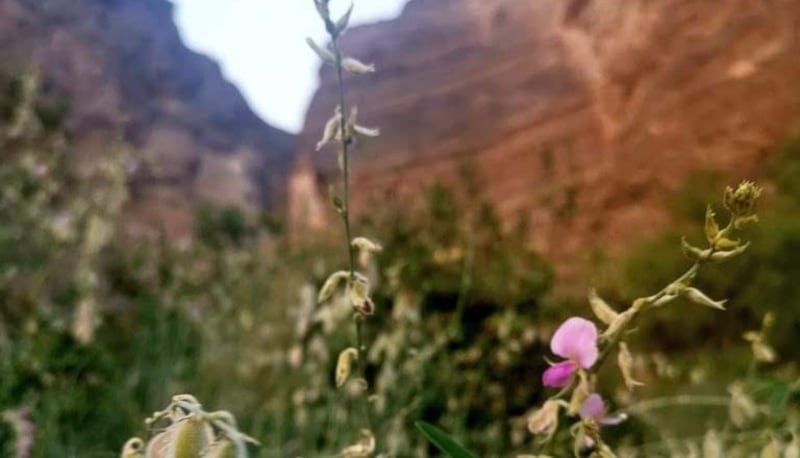 منها الكيذا والمحلب: نباتات استخدمتها المرأة العمانية لزينتها قديمًا