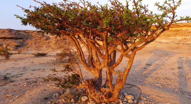 تقرير برازيلي عن اللُبان