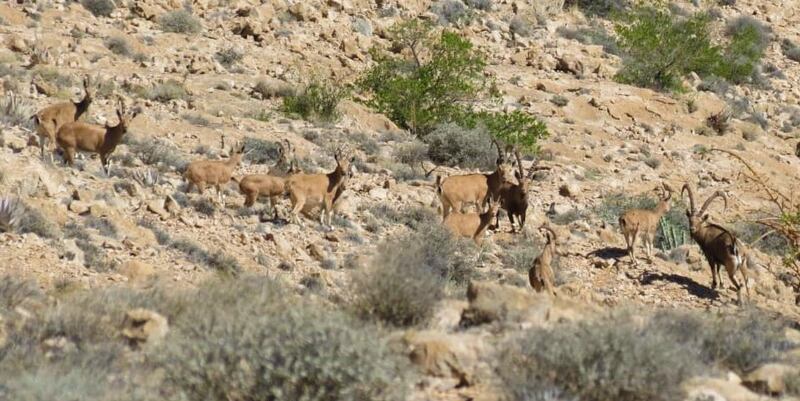 تعرف على ملامح من حياة الوعل النوبي في جبل سمحان
