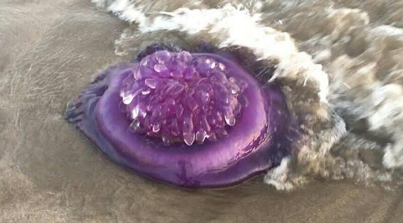 الزراعة توضح حول ما يتداول عن قنديل البحر