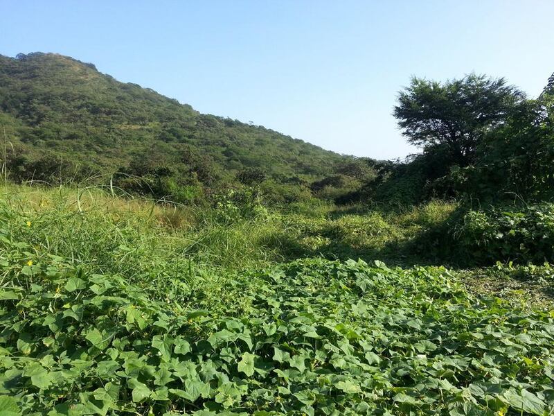 بالصور: تعرف على خطيل الإبل‬ في ظفار