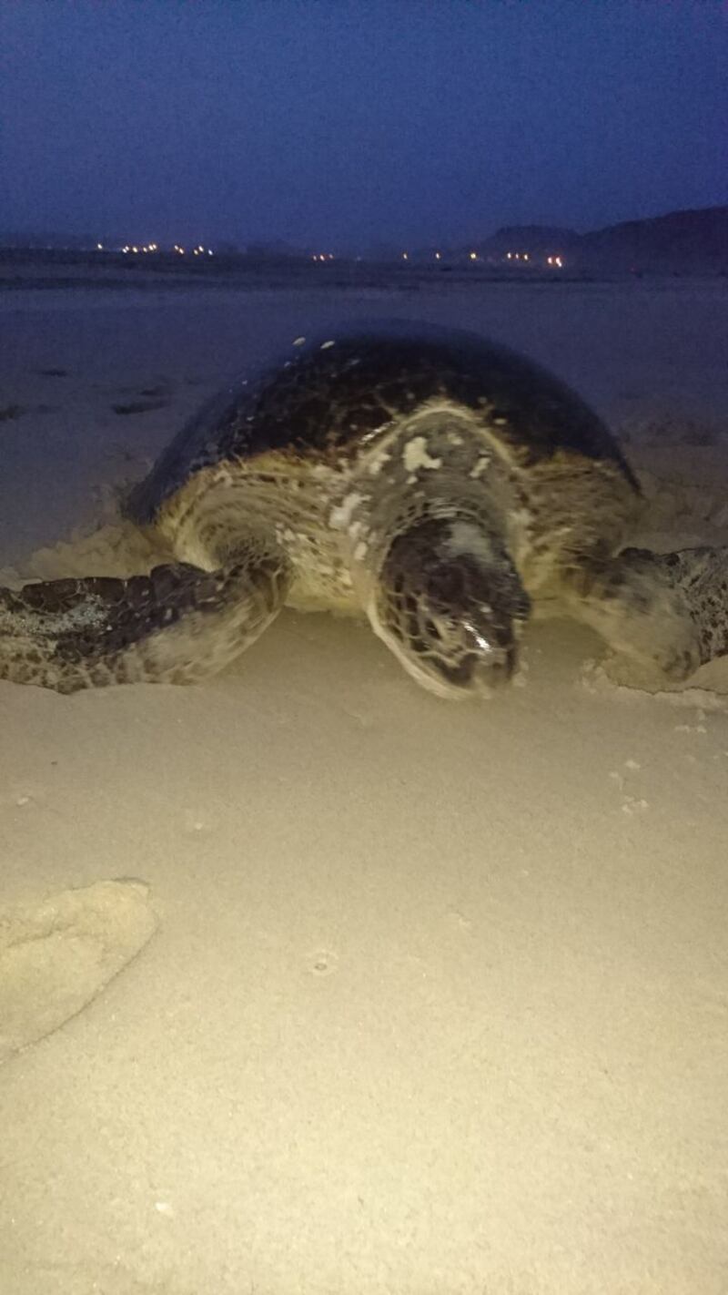 بالصور: رأس مدركة مكان سياحي جذاب.. وهذا ما يتميّز به