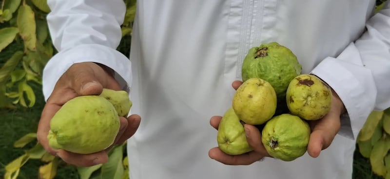 قصة نجاح في ولاية ضنك: شاب عماني يحقق حلمه بزراعة فاكهة الجوافة