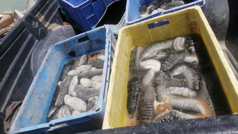 “فك البحر” مصدر رزق في محوت