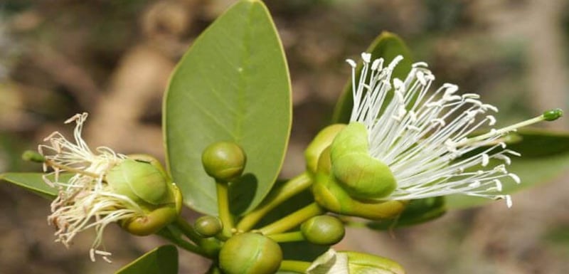 تنبت في عدة دول منها السلطنة: ماذا تعرف عن “العشبة العجيبة”؟