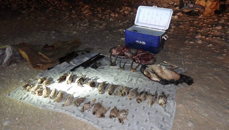 السجن لصائدي غزلان ووعول وطيور برية