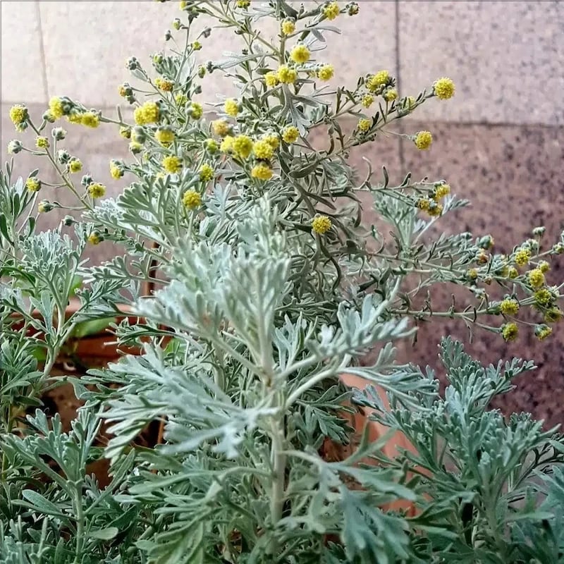 “الشيح”: نبتة طبية شهيرة لها فوائد جمة