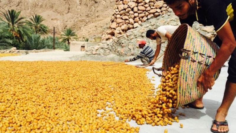 تصدير أكثر من 2000 طن بسور إلى الأسواق الخارجية