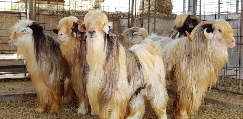 لحمايتهما: تسجيل وتوثيق “ماعز الباطنة” و”الماعز الجبالي”