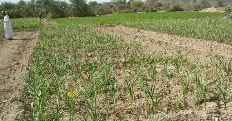 دراسات تكشف نتائج مهمة عن الزراعة في الباطنة وتوصي باستئجار المزارع من قبل الشركات