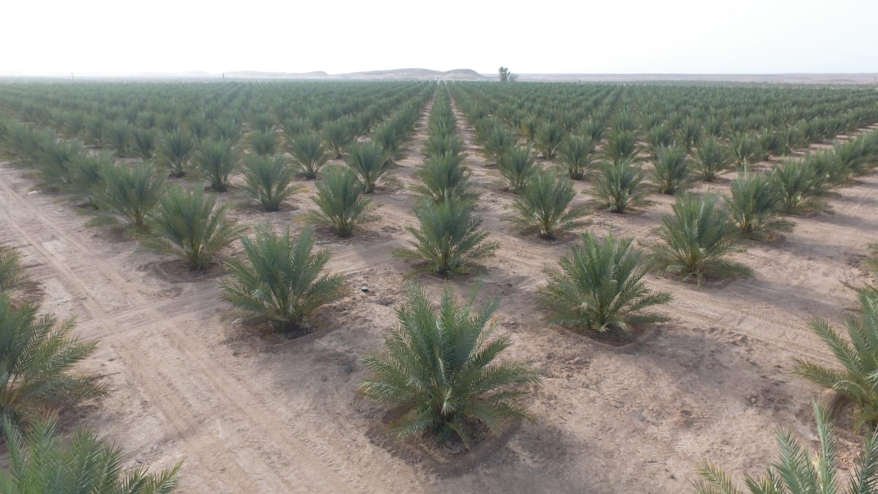 تنفيذًا للتوجيهات السامية: رحب والنجد مزرعتان تضمان أكثر من ١٥٠ ألف نخلة