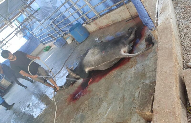 في بركاء: وافدون يبيعون مواشٍ مريضة ويوزعون لحومها على المطاعم والشركات