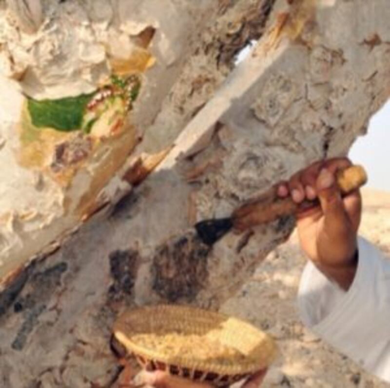 بالصور: حصاد اللبان برعاية السلطان