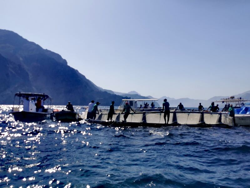 خيرٌ وفير من مشروع استثماري للأسماك في مسندم