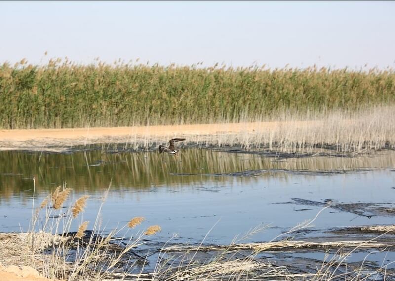 مشروع يحوّل صحراء إلى مستنقعات تأوي أكثر من 100 نوع من الطيور