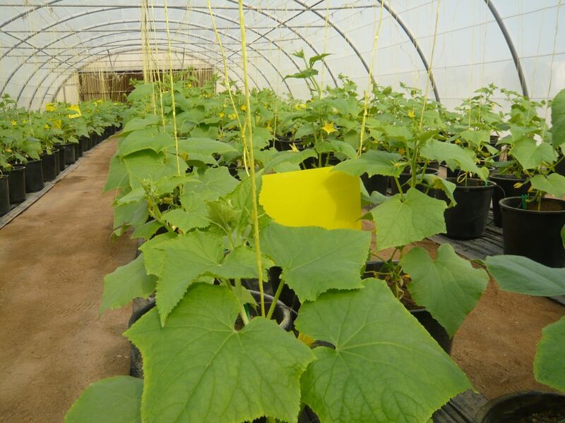 دراسات تكشف نتائج مهمة عن الزراعة في الباطنة وتوصي باستئجار المزارع من قبل الشركات