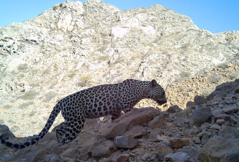 جهود عُمانية لحماية أحد أندر أنواع النمور من الانقراض