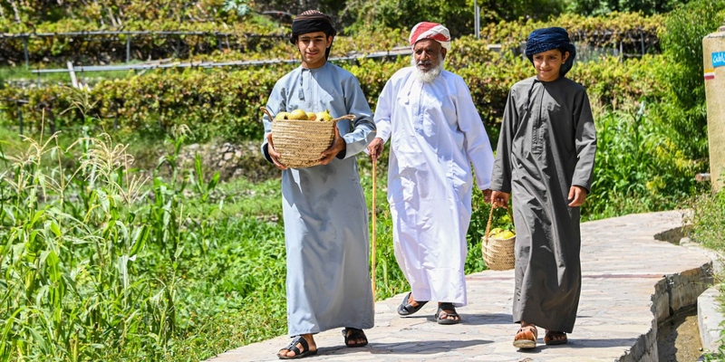 10 حبات بـ8 ريالات: بدء حصاد الرمان الجبلي