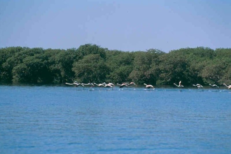 ملايين من سرطانات البحر في بر الحكمان