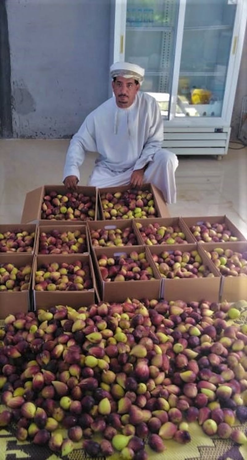 بالصور: عُماني ينجح في زراعة تين طعمه عسلي ولذيذ