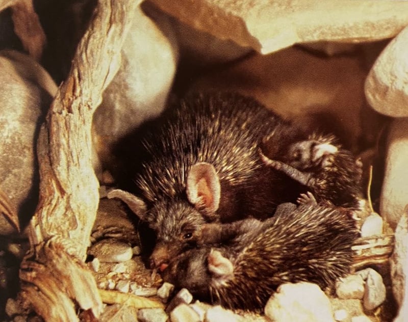 له نوعان في سلطنة عمان: إليك معلومات عن الحيوان “صديق البستاني”