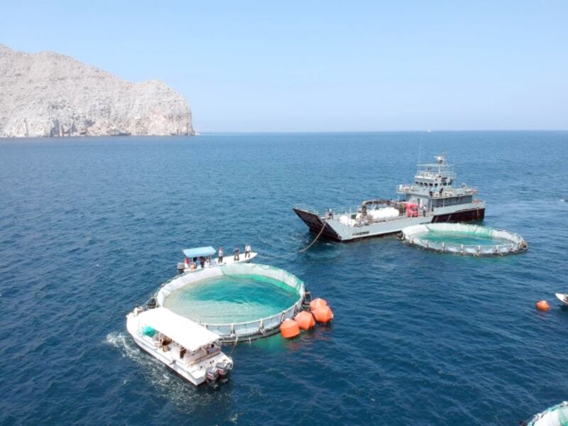 تقرير حديث: عُمان من أكبر منتجي الأسماك خليجيًا والنمو المتوقع أكثر من 5%