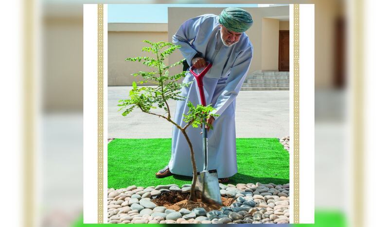 غرسٌ سلطانيٌ كريمٌ في ظفار أرض اللبان