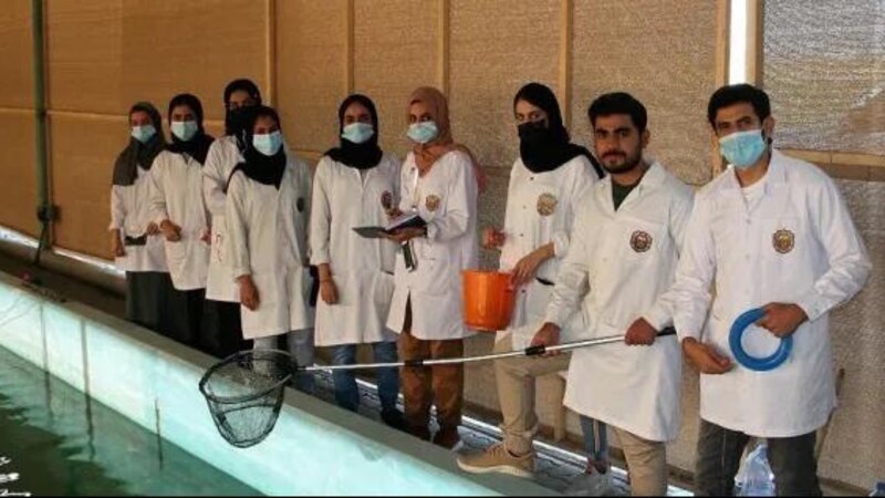 نجاح استزراع سمك الباراموندي