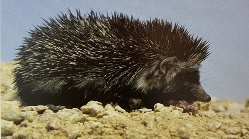 له نوعان في سلطنة عمان: إليك معلومات عن الحيوان “صديق البستاني”