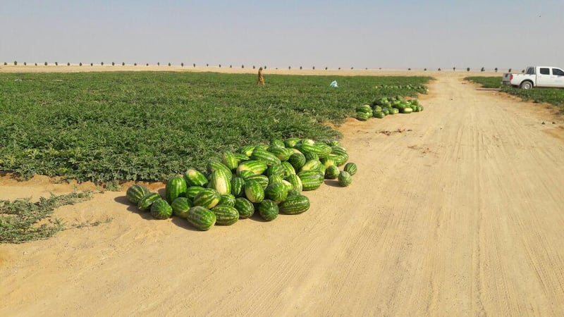 بالصور: “مزارع النجد” سلّة غذاء وصمام أمان.. وتحديات تنتظر الحلول