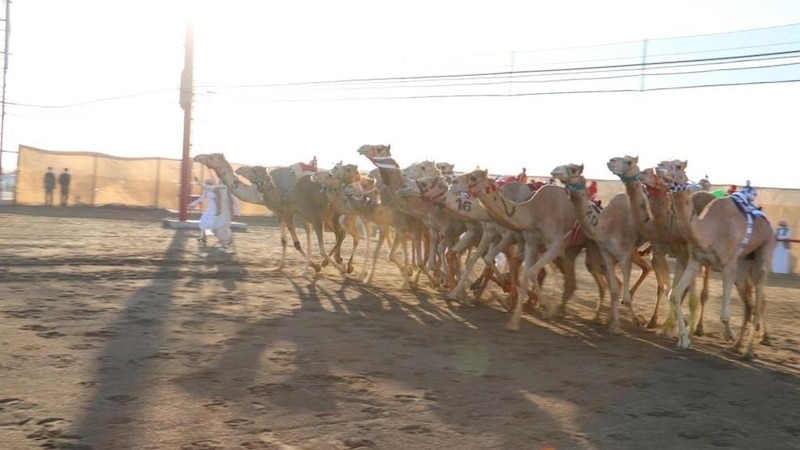 تعرف على نتائج منافسات مهرجان البشائر في يومه الرابع