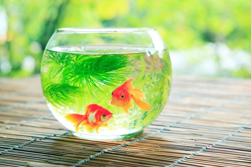 السفير الياباني يكتب عبر “أثير”: استمتع بفصل الصيف بحواسك الخمس