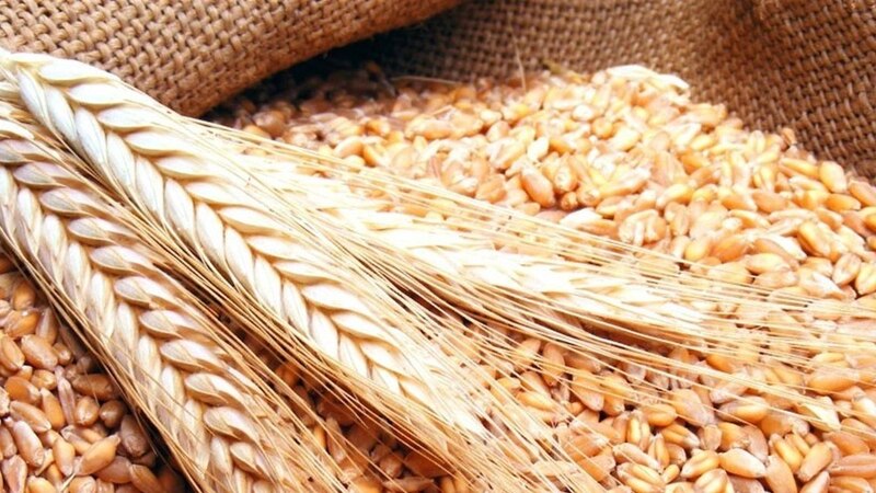 سلطنة عمان تُجري اتصالات مع الهند لتأمين إمدادات القمح