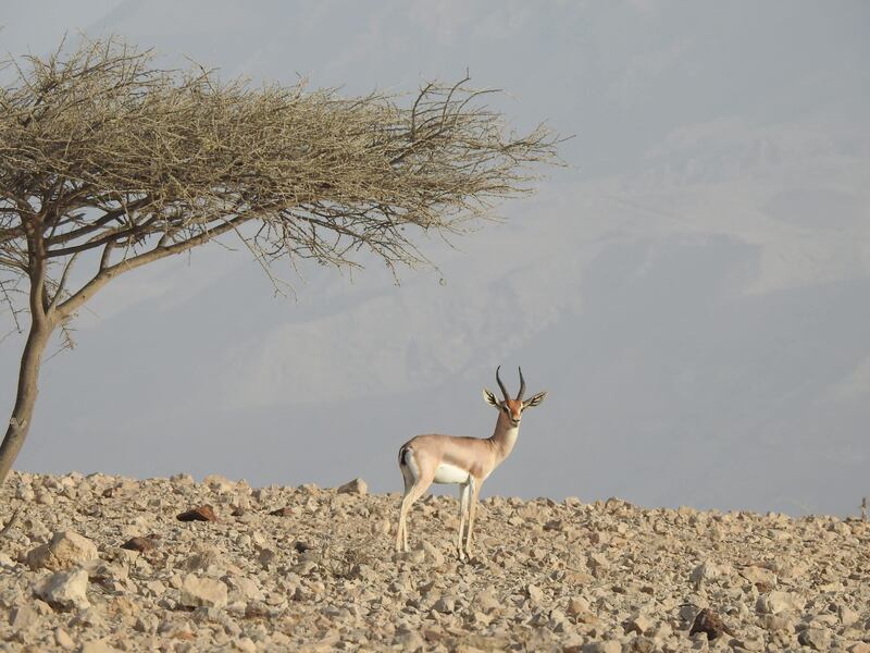كيف تقدمت سلطنة عمان ٩٩ مركزا في مؤشر الأداء البيئي العالمي؟