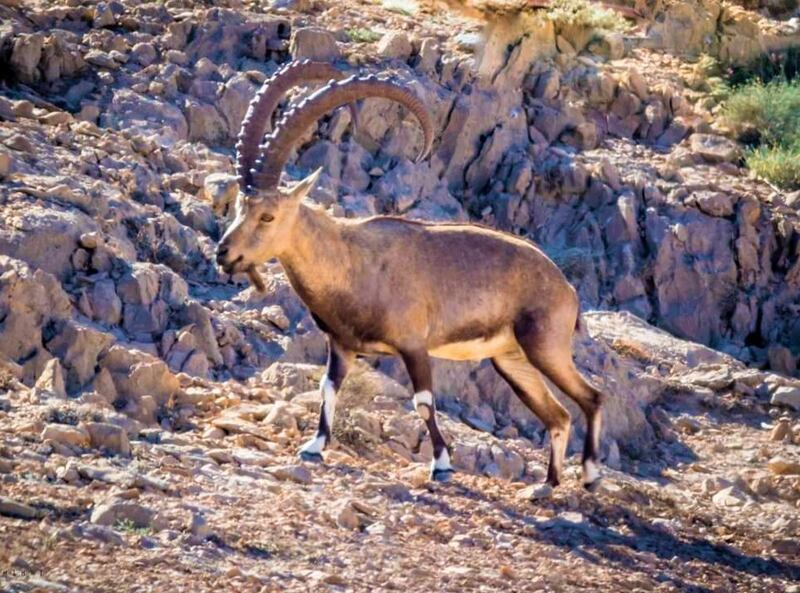 تعرف على ملامح من حياة الوعل النوبي في جبل سمحان
