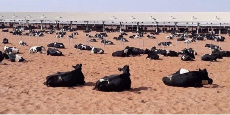 الشنفري يوضح حول مزون للألبان