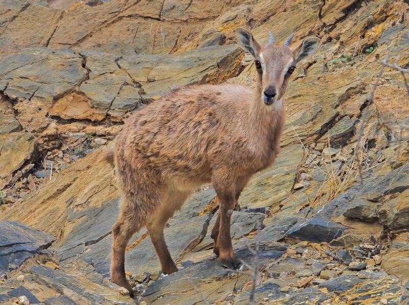 بعد المراسيم السلطانية اليوم: 30 محمية طبيعية؛ فكيف تُستثمَر؟