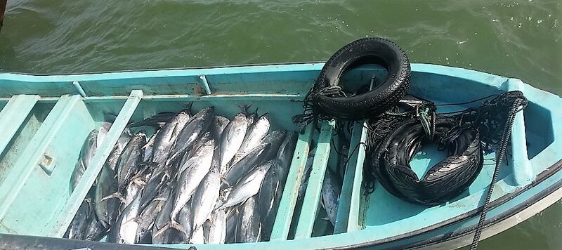 22 قرية بجعلان بني بوعلي تُصدِّر أسماكًا ذات جودة عالية