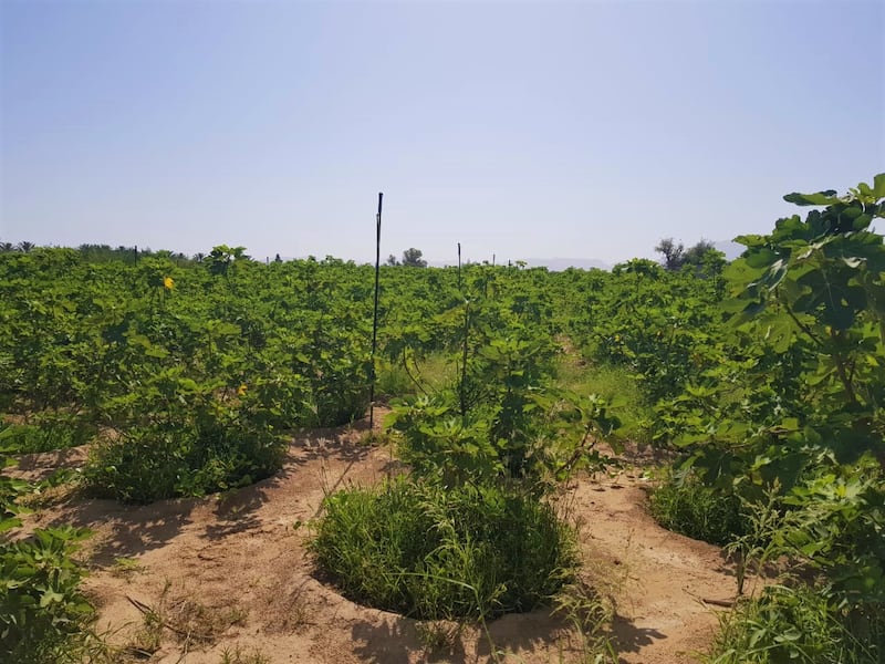 بالصور: عُماني ينجح في زراعة تين طعمه عسلي ولذيذ