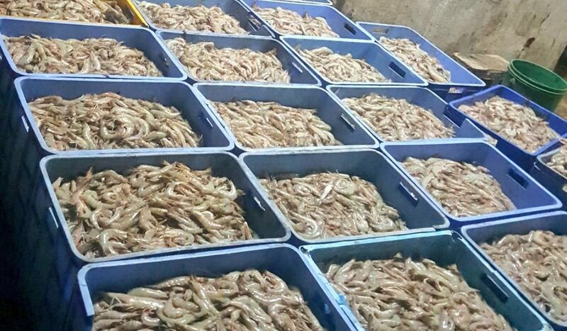 ضبط روبيان طازج في محوت وعبري