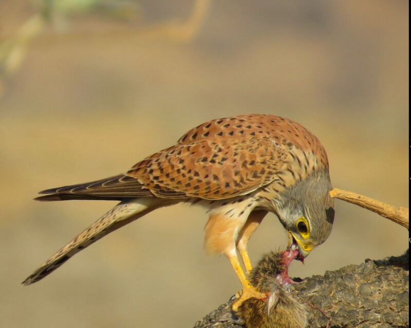 حكى عن قصته مع الأفاعي والذئاب: مصور عُماني يعشق تصوير الحيوانات ويرفض عروضًا من محطات عالمية