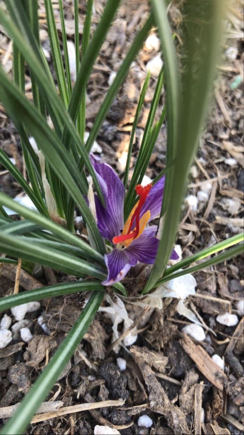 بنتائج مُذهلة: نجاح تجربة “الزعفران” في السلطنة