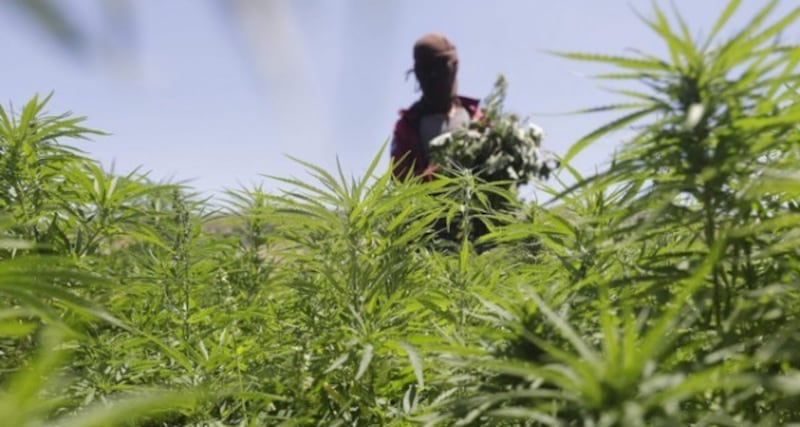 عادات زراعية تندثر على يد وافد، فما مصير الأجيال القادمة؟!