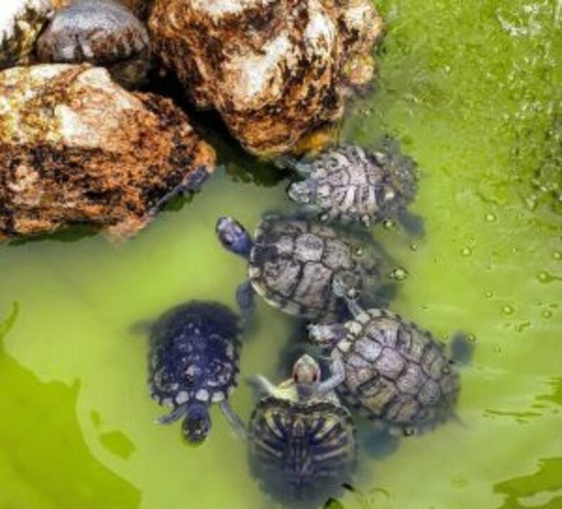 توجد به حيوانات نادرة: تعرّف على متنزه النعمان ببركاء