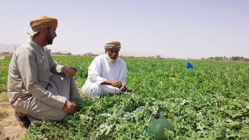 بالصور: مواطن يحقق إنتاجية كبيرة من زراعة الجح