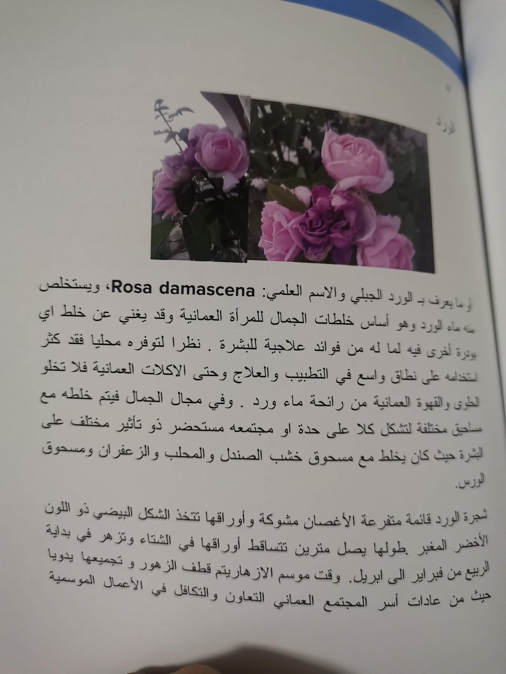 منها الكيذا والمحلب: نباتات استخدمتها المرأة العمانية لزينتها قديمًا