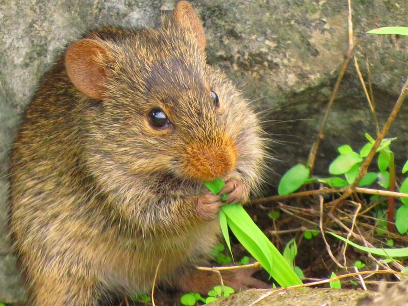 حكى عن قصته مع الأفاعي والذئاب: مصور عُماني يعشق تصوير الحيوانات ويرفض عروضًا من محطات عالمية