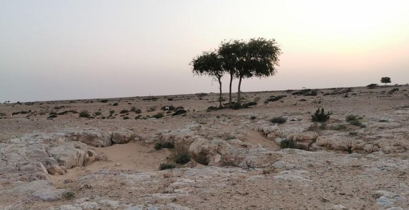 تدور حولها رواية: ظاهرة طبيعية في الوسطى