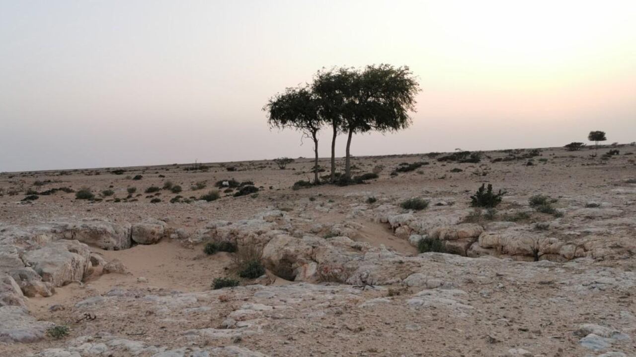 تدور حولها رواية: ظاهرة طبيعية في الوسطى